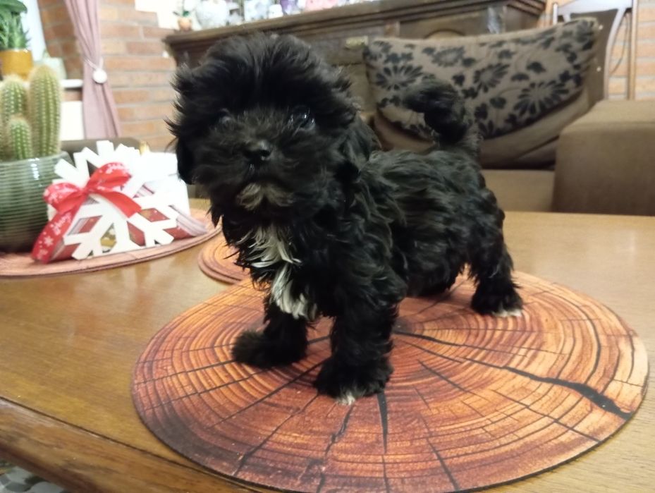 Karim piesek Rosyjska Bolonka Kolorowa -Rezerwacja