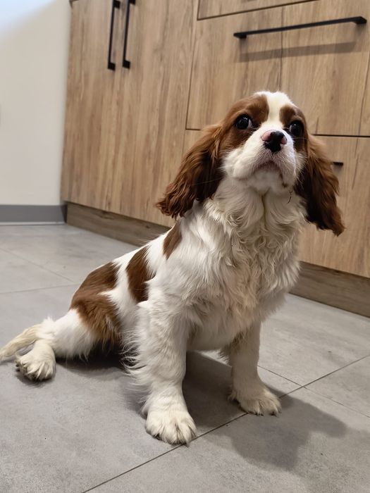 Cavalier King Charles Spaniel