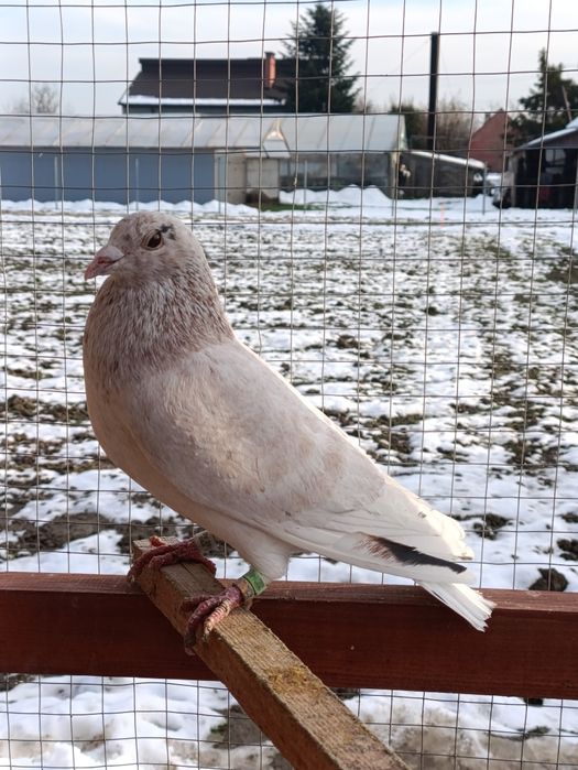 Gołąb pocztowy almond