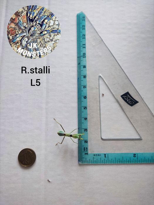Modliszka Rhombodera stalli+gratisy