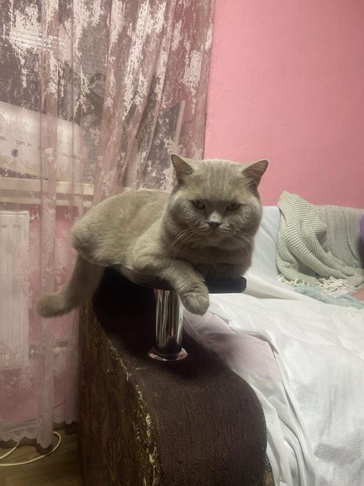 Шикарный британец приглашает на вязку