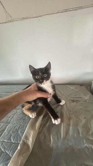 Gatos para adopção