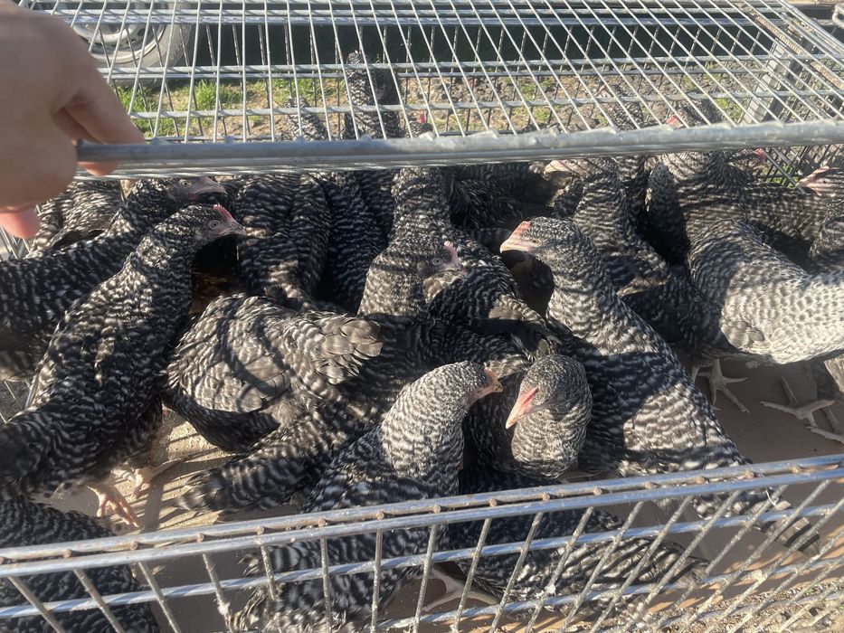 Кури Домінанти. Срібний Адлер