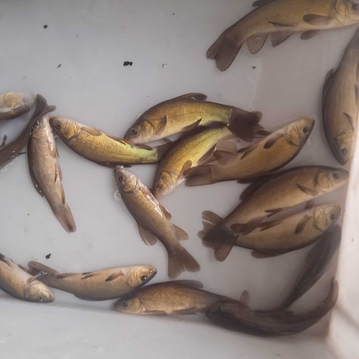 lin narybek kroczek     .