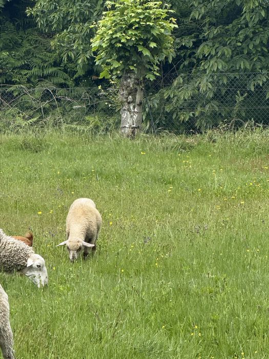 Anho  com 5 meses cruzado charolês com  ile-de-france