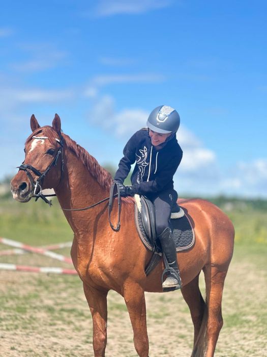 Продам коня, мерина, лошадь конкур