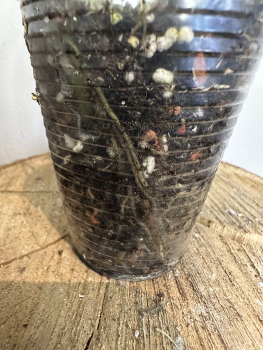 Епіпремнум Epipremnum White Marble