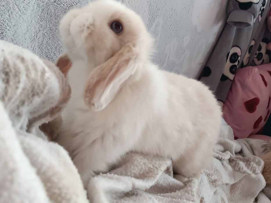 Niebieskooka dziewczynka Mini lop malutka