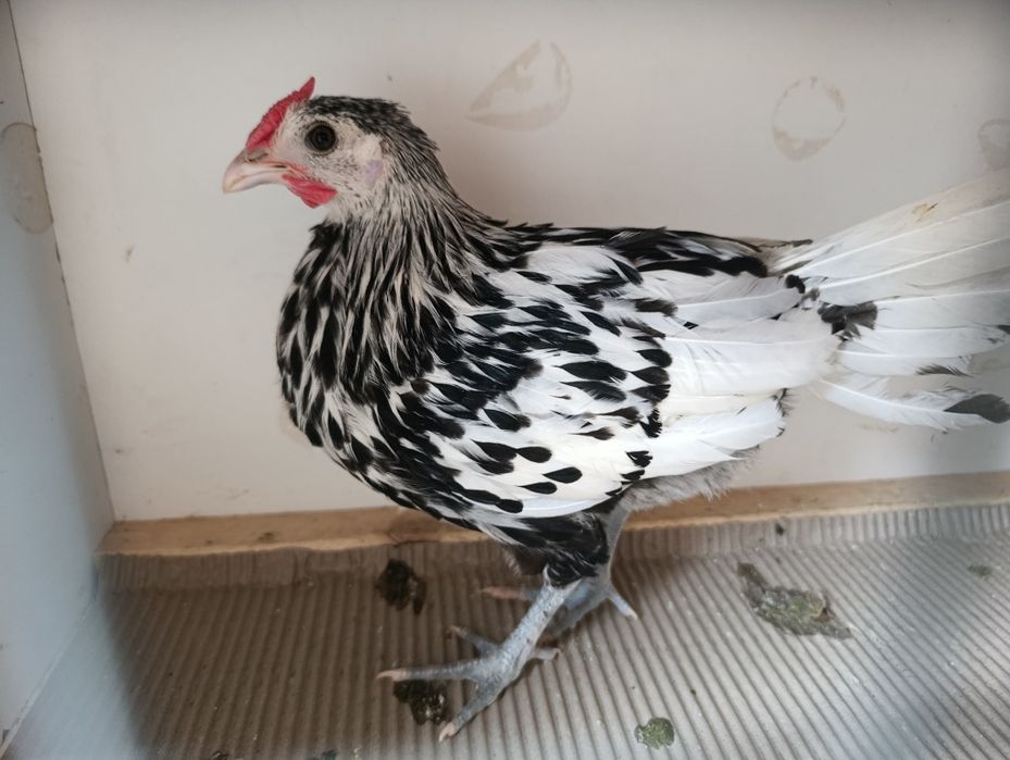 Koguty lakenfelder ozdobne, vorwerk, fryzyjskie, hamburskie, wyandotta