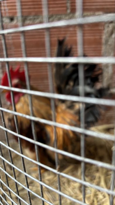 Galinhos serana só machos