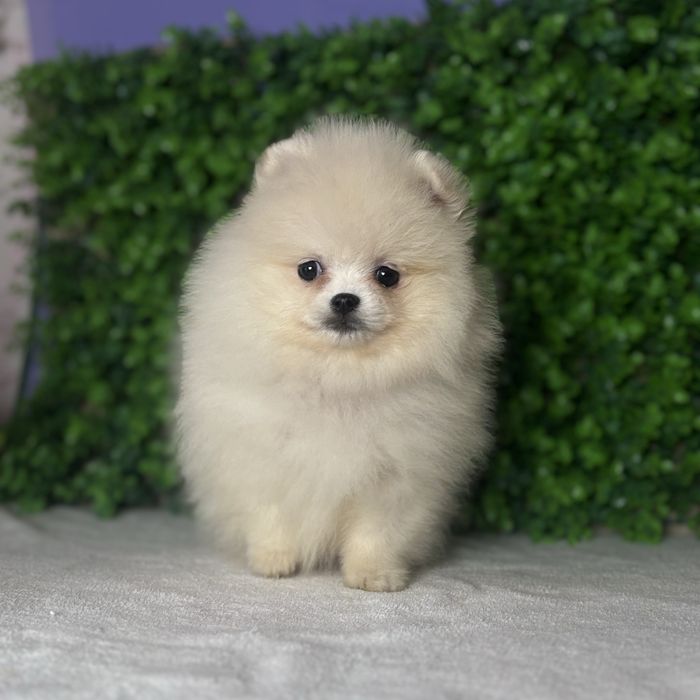 хлопчик шоу классу тип ведмедика