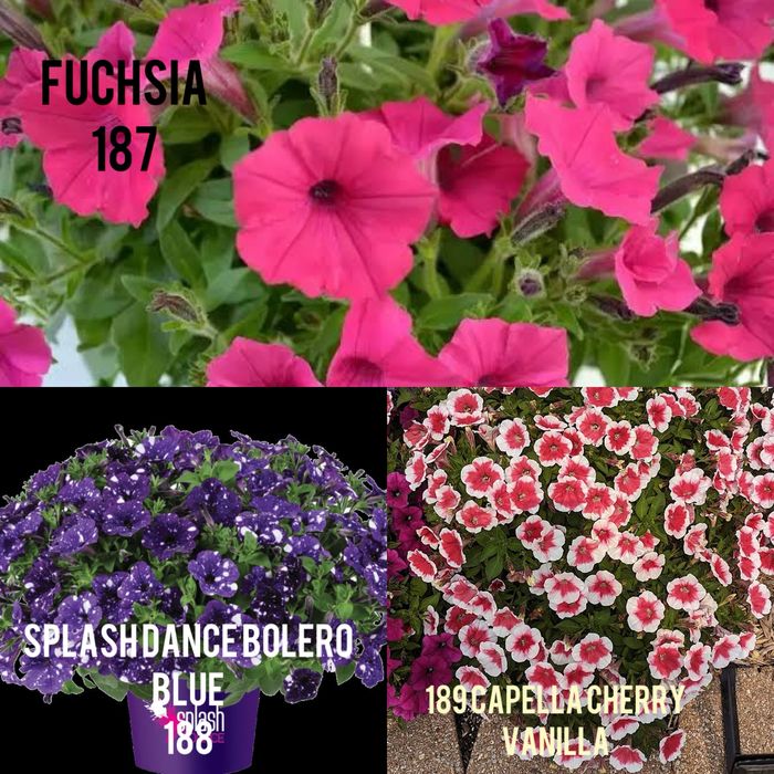 Петунія,сурфінія, калібрахоа тайдали