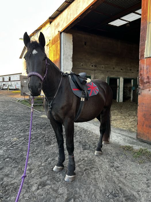 Wałach do współdzierżawy