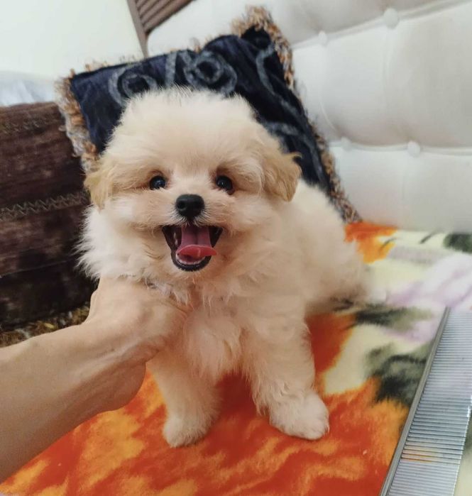 Меховой карапуз PomaPoo неполных 2 мес. Киевлянин, Голосеевский р-н