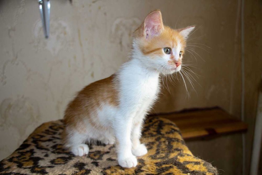 Кошеня, котик красень Абрикос в пошуках добрих господарів!