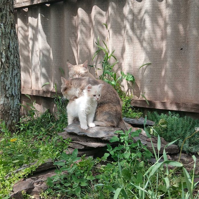 Котята. Отдам котёнка в хорошие руки.
