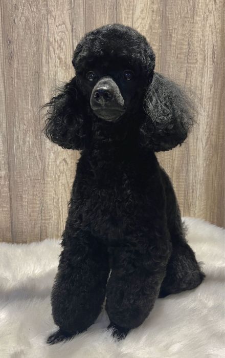 Kurs groomerski indywidualny Sosnowiec Hau Hau Look