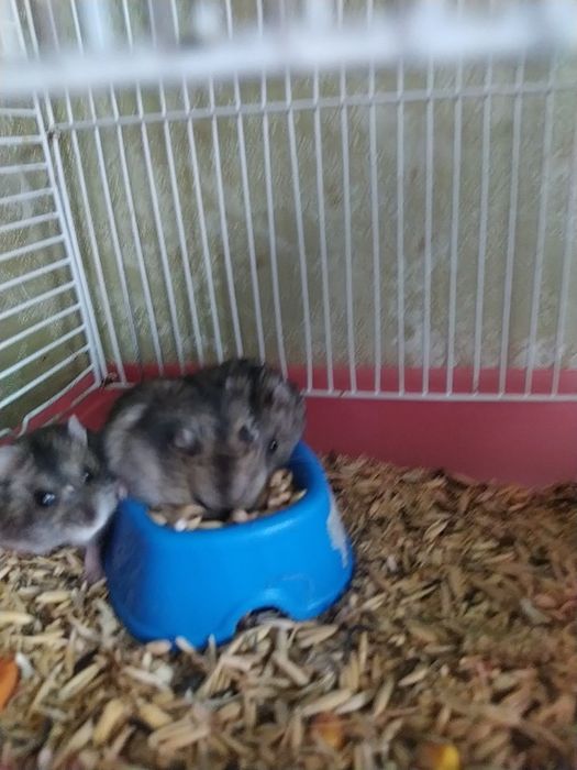 Джунгарик Кременчуг