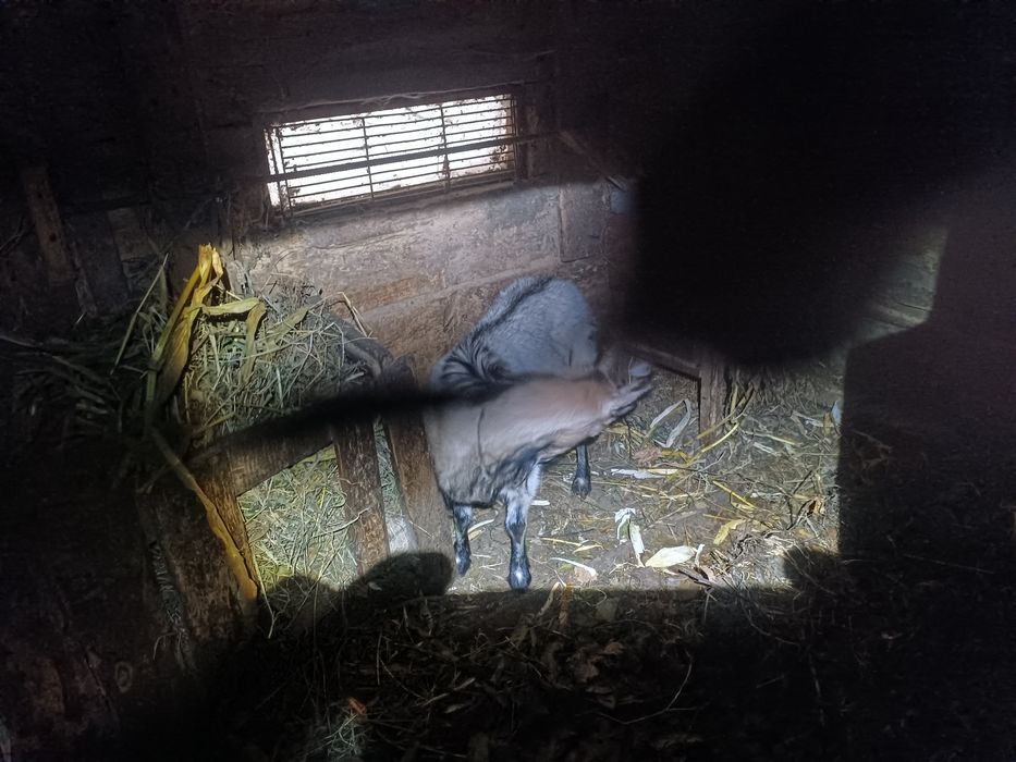 Продам  дорослу козу