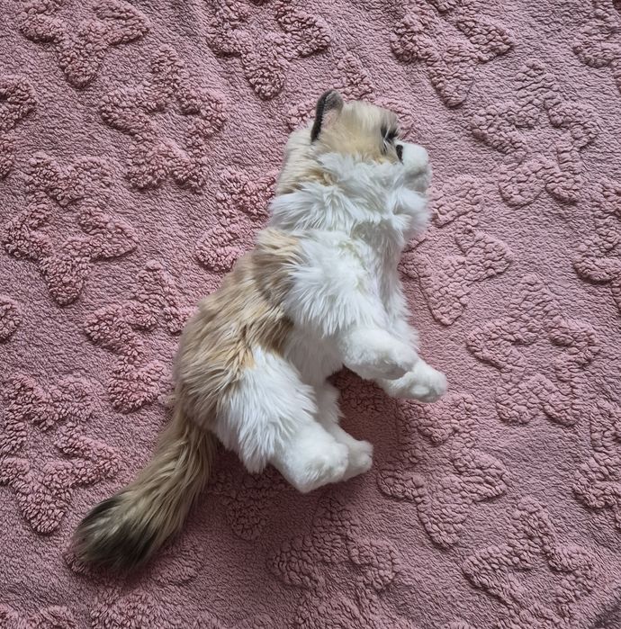 Douglas, іграшка м'яка. Дуглас, реалістичний кіт рєгдолл.