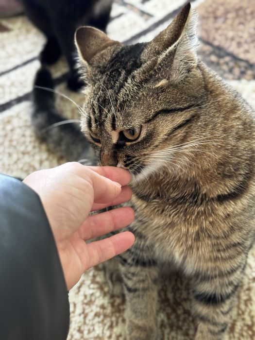 Ліза 1 рік щукає родину