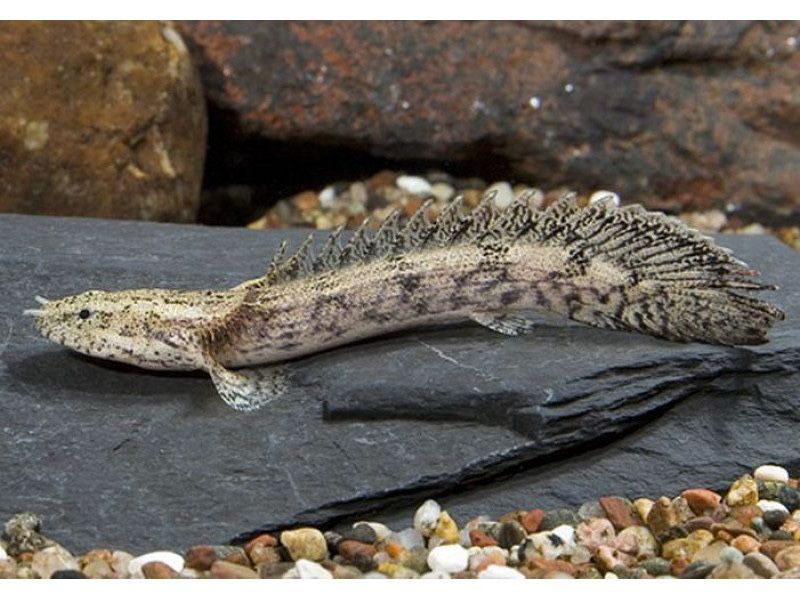 Полиптерус Дельгези Полиптерус Эндлихера Polypterus endlicheri