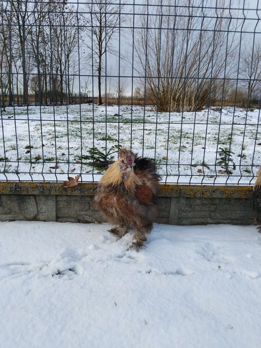 Koguty Silki różne kolory