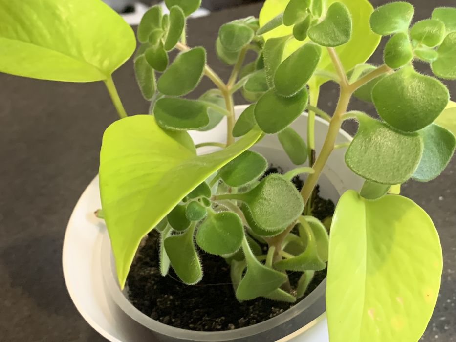 Комнатные растения