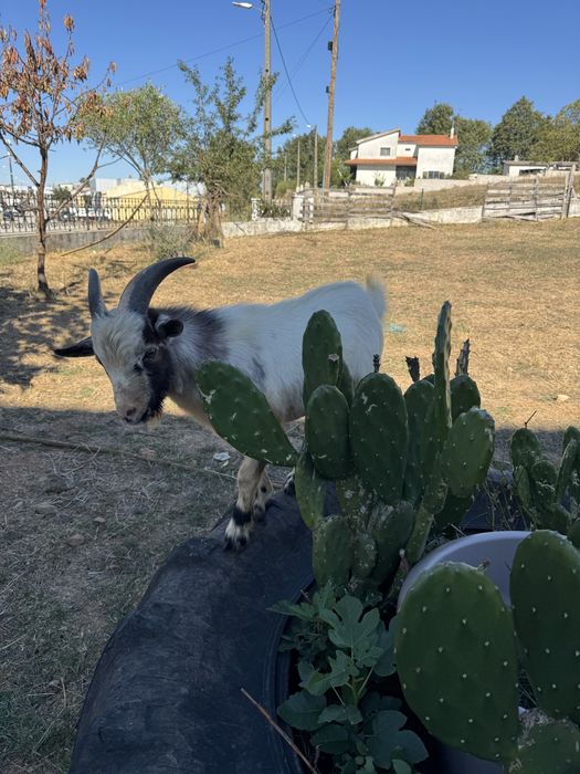 Cabras anãs procuram novo dono