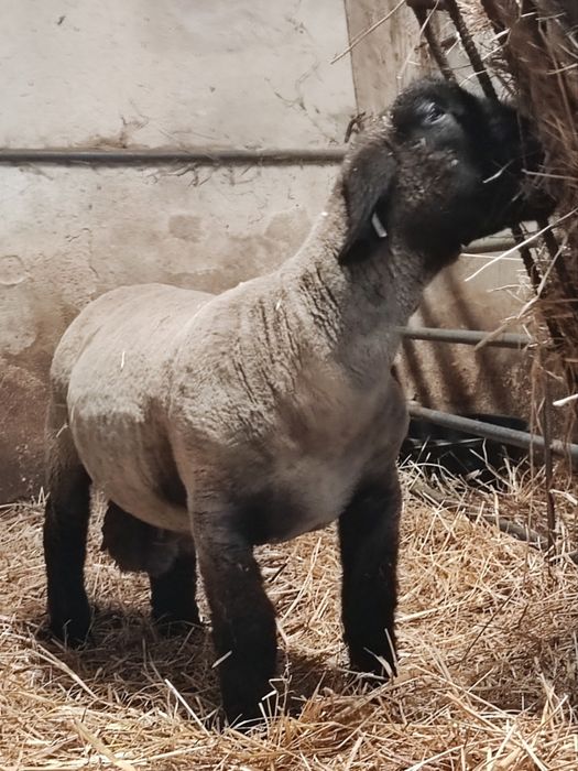 Borrego Suffolk Puro Com Certificado