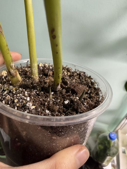 Калатея Белла Карлина Эксклюзив Коллекционная Bella Carlina