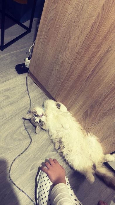 vendo gato raça redgoll