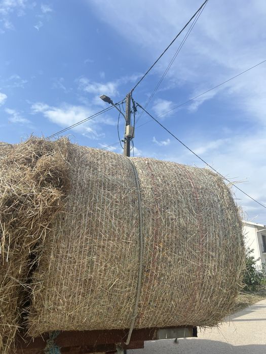 Rolos de palha da campanha passada