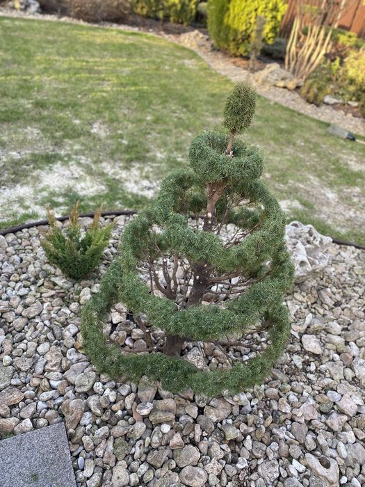 Ландшафтний дизайнер