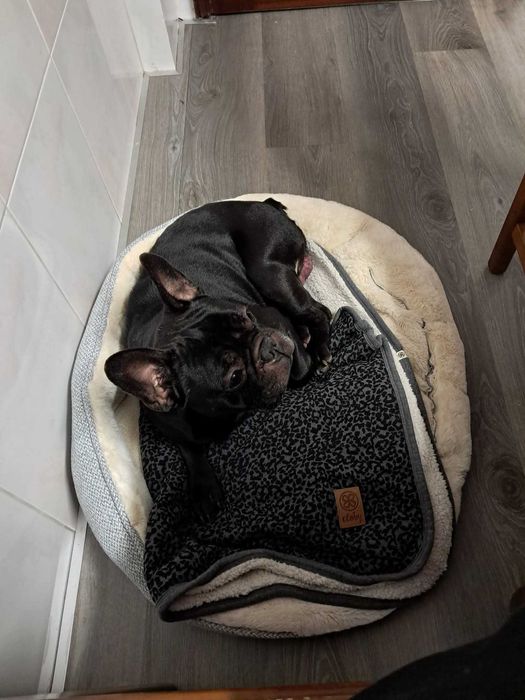 Bulldogue frances para adoção