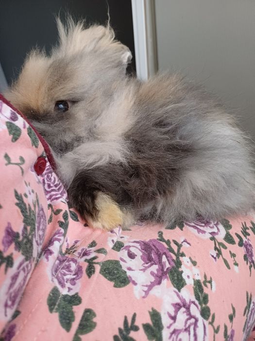 Карликовi декоративнi кролики вакцинованi