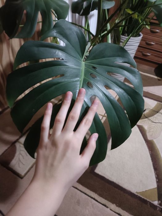 Monstera odbiór osobisty