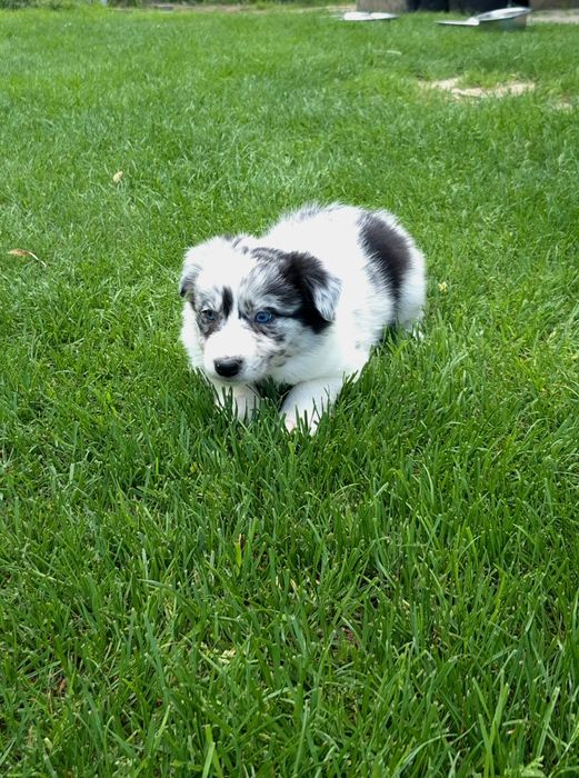 Border collie sunia blue merle niebieskooka