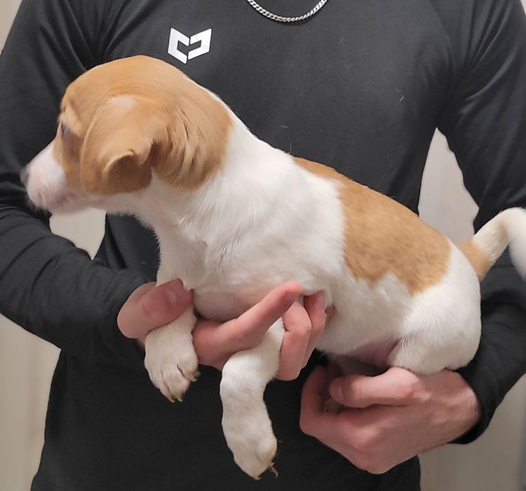 Jack Russell Terrier Szczeniak