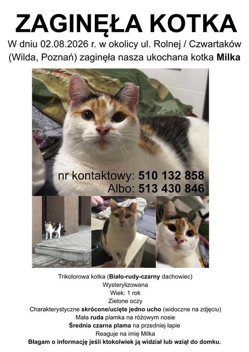Zaginął kot dachowiec Poznań Wilda