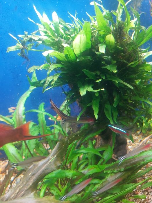 Microsorium Mini