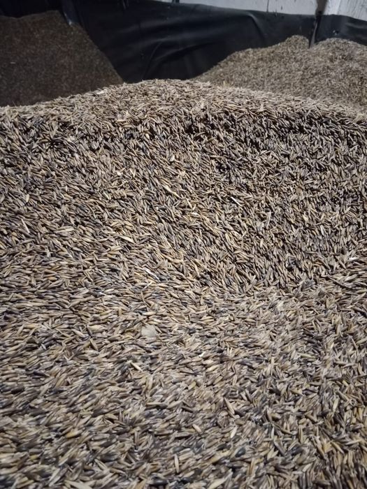 Sprzedam Zboża sezon  2025