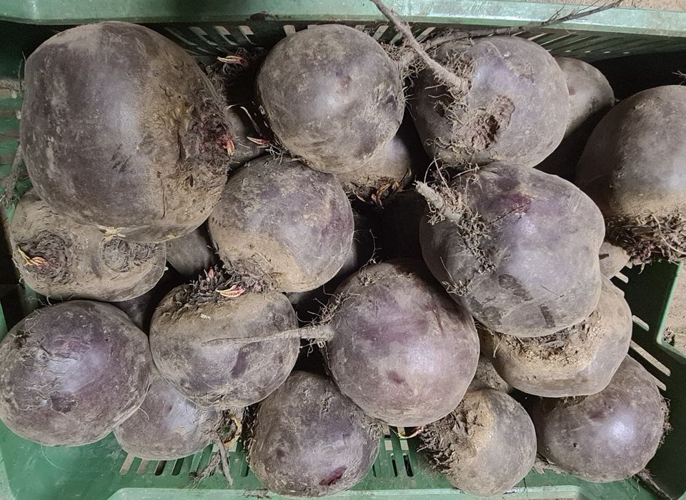Buraki ćwikłowe 12kg odsort
