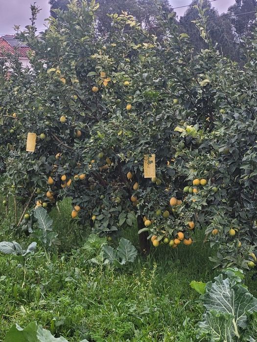 Limões de qualidade sem químicos