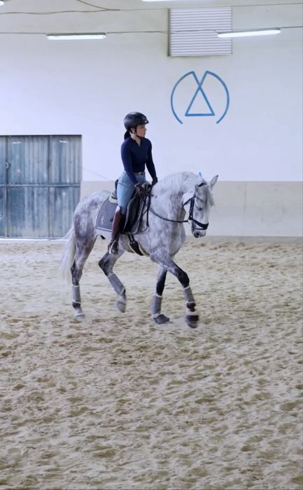 Cavalo lusitano inteiro 5 anos