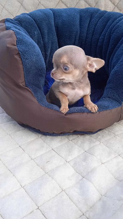 Мальчик чихуа мини размер