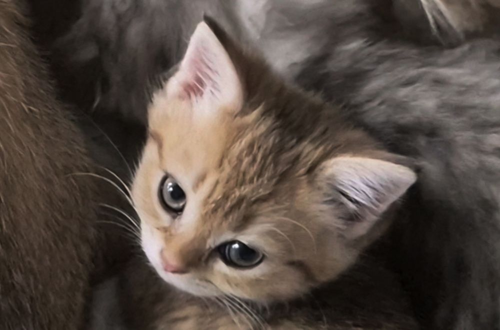 Вислоухие и прямоухие шотландские котята, девочки и мальчик