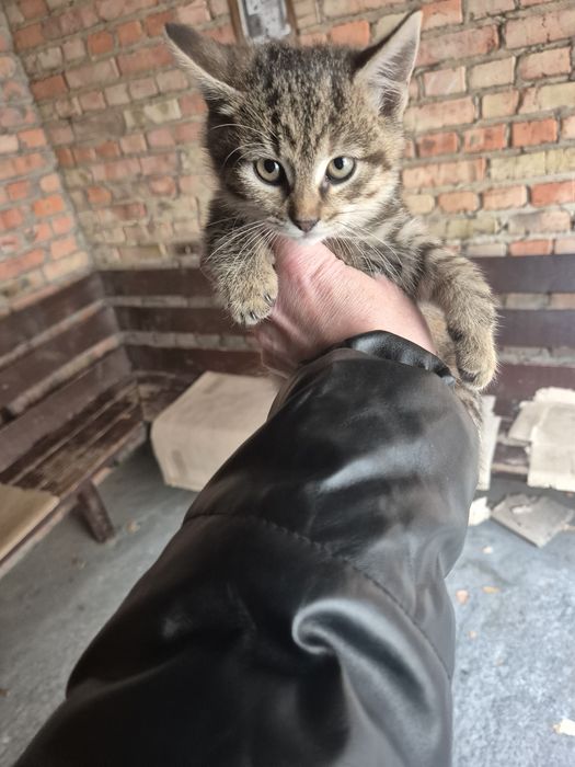 Кошенята в добрі руки