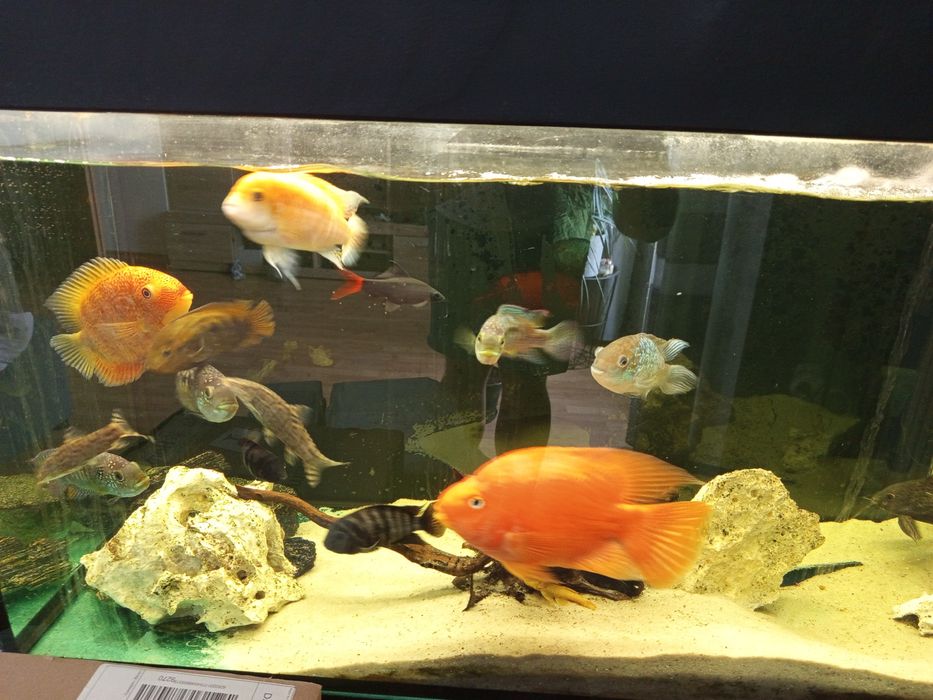 Sprzedam akwarium 200