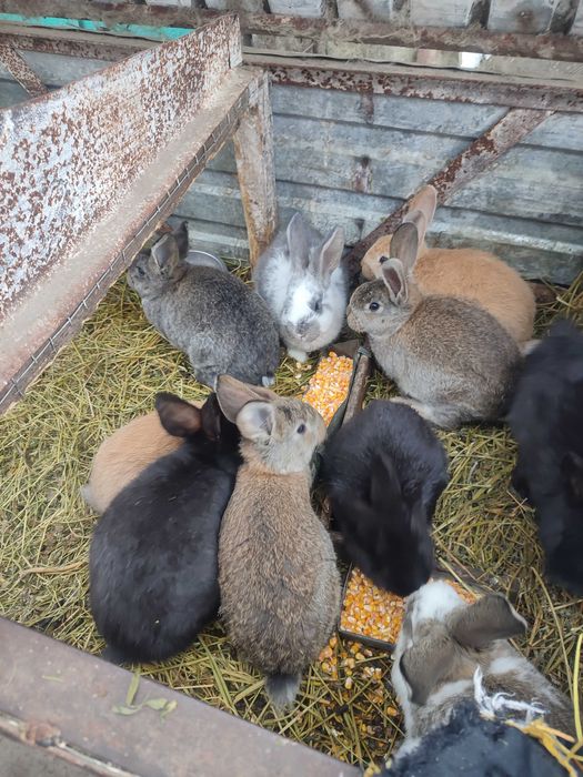 Кролики шиншила зі строкачем